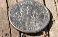 Size of termites compared to a dime