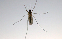 Texas Mosquito