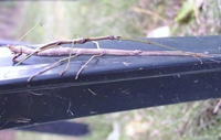 Walking Sticks mating