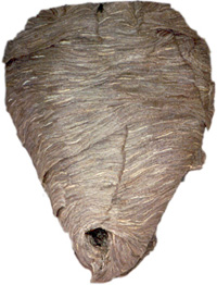 Image of a wasp nest