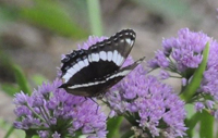 White Admiral