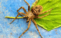 Wolf Spider