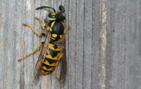 Yellow Jacket Chewing Wood