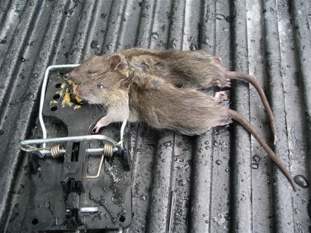 image of rats in trap