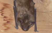 Little Brown Bat